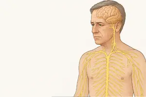 Medical illustration of a middle-aged man with an exposed nervous system diagram, highlighting nerve pathways from the brain through the torso, representing the root causes of peripheral neuropathy